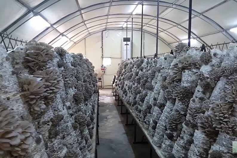 Выращивание грибов в теплице круглый год: как вырастить шампиньоны и вешенки? русский фермер