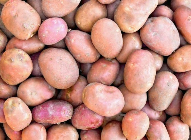 Картофель родриго – характеристика сорта, отзывы, вкусовые качества, фото