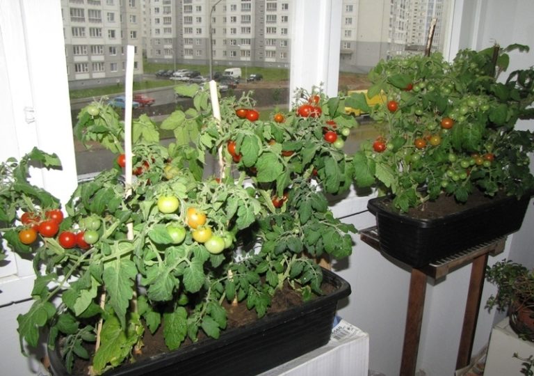 Помидоры на балконе – выращивание пошагово с фото, инструкция, в домашних условиях из семян