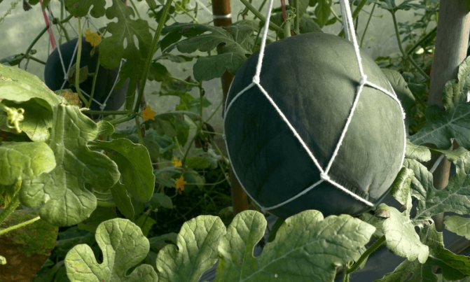 Как вырастить сочные арбузы в теплице из поликарбоната?