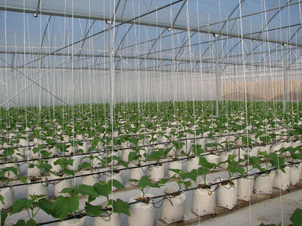 Строгие правила — достойный урожай: нюансы выращивания огурцов в теплице