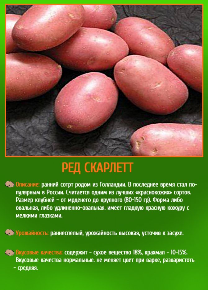 Картофель "ред скарлет": характеристика сорта, отзывы, фото :: syl.ru