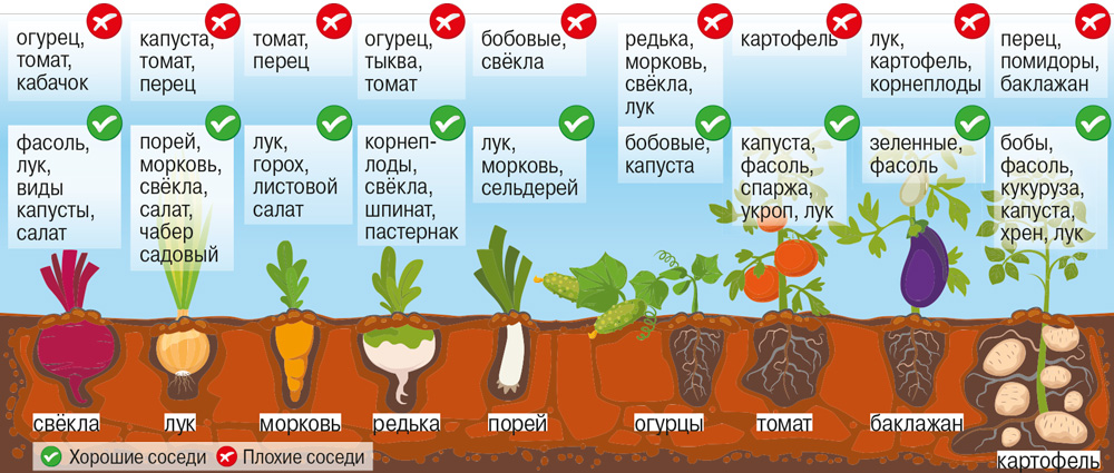 Что можно сажать с помидорами в одной теплице. 6 растений, которые можно посадить с помидорами в теплице | дачная жизнь