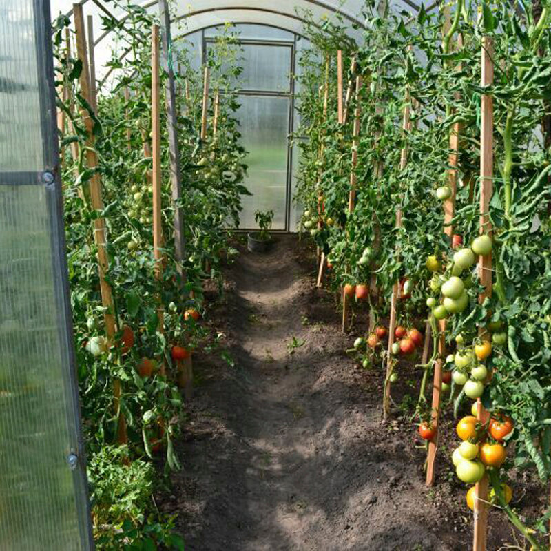 Выращивание помидоров в теплице и в открытом грунте