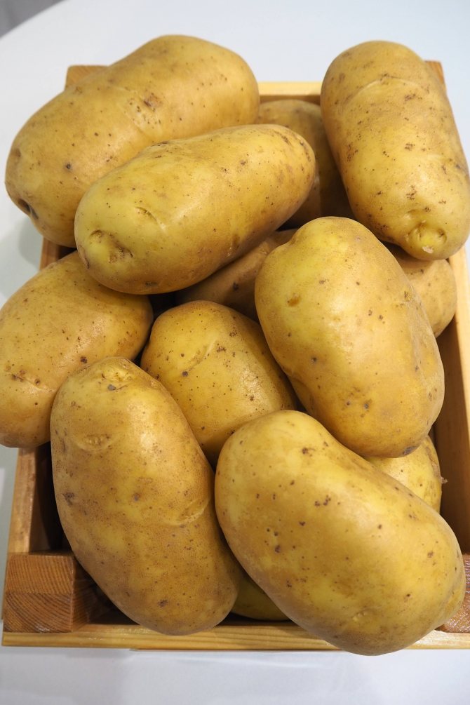 Коллекционер сортов картофеля телепов олег