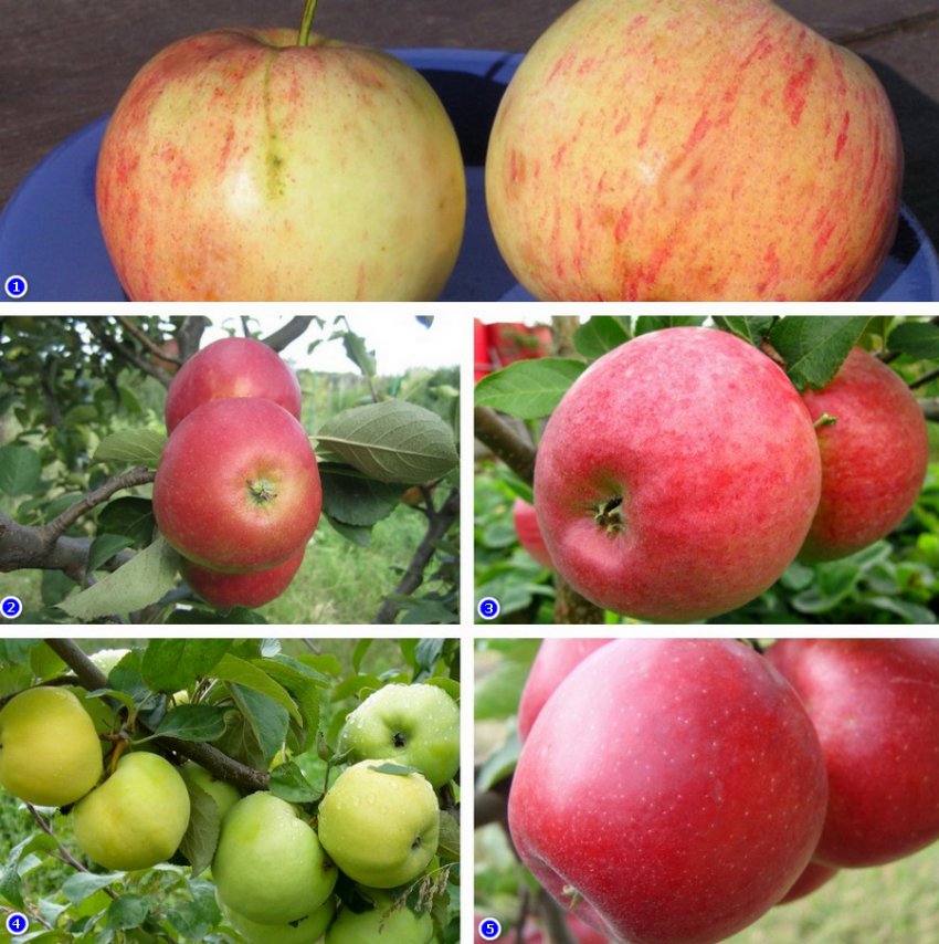 Лучшие сорта яблонь