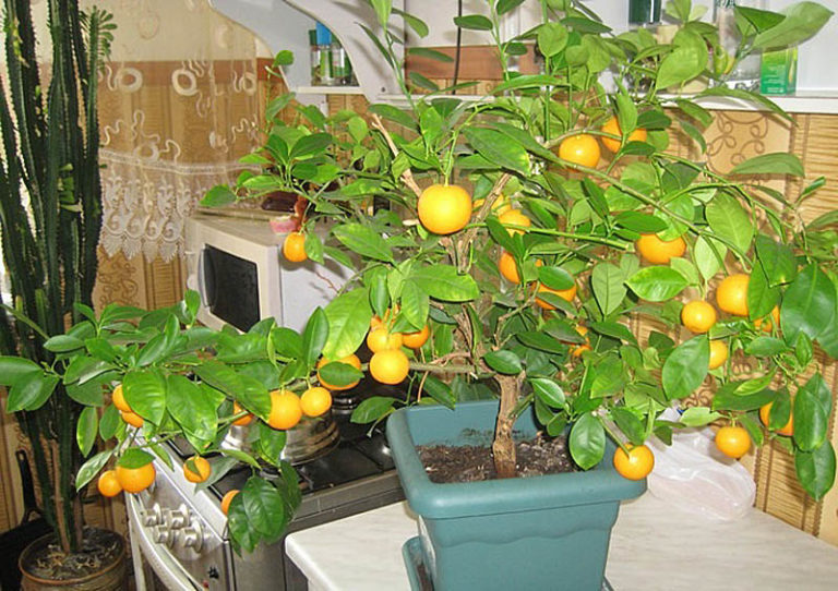 Выращиваем яркий мандарин на подоконнике из косточки