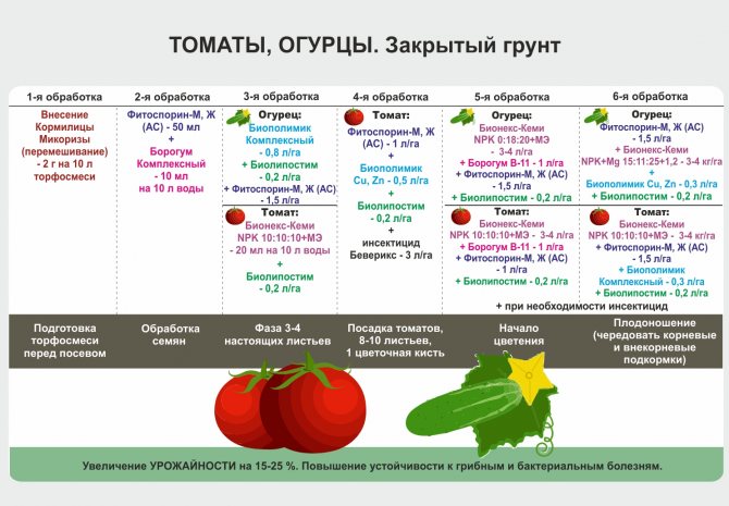 15 способов ускорить созревание томатов