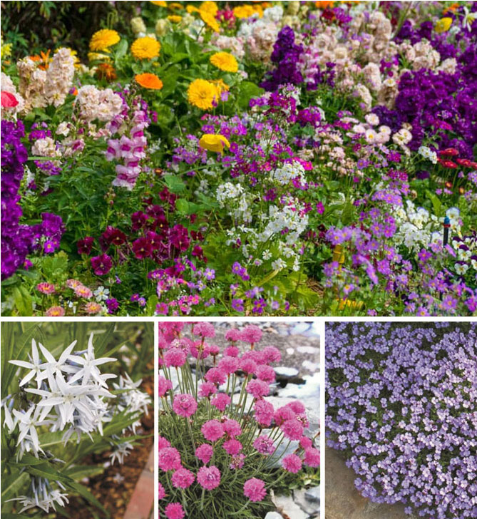 Многолетние садовые цветы, цветущие всё лето, название, описание с фото.