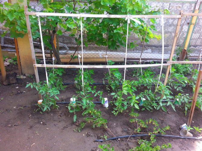 Как подвязывать помидоры в теплице для хорошего урожая