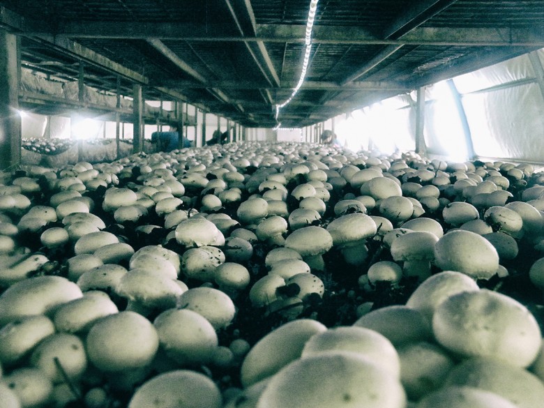 Выращивание грибов в домашних условиях: инструкция для новичков