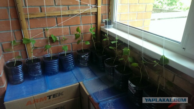 Огурцы на балконе: выращивание в пластиковых бутылках