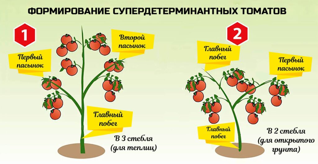 В открытой почве и теплице: как дозреть томаты на кустах