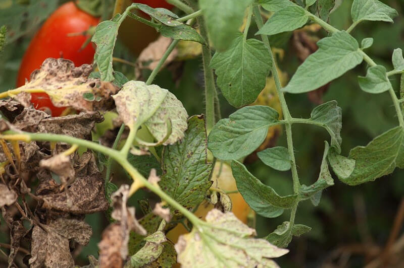 Болезни рассады томатов: описание с фотографиями и способы лечения