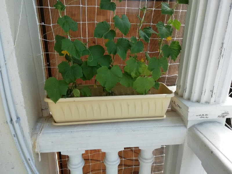 Можно ли выращивать огурцы на балконе: выбор сорта и особенности ухода