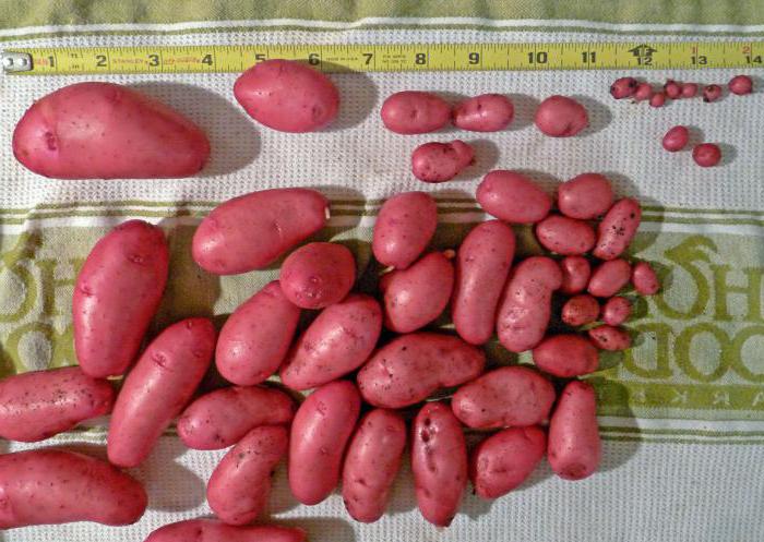10 самых популярных сортов картофеля. описание и фото — ботаничка.ru