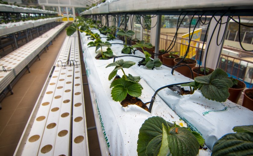 Выращивание зелени в теплице как бизнес: отзывы, рентабельность