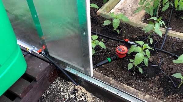 Как правильно поливать помидоры в теплице из поликарбоната