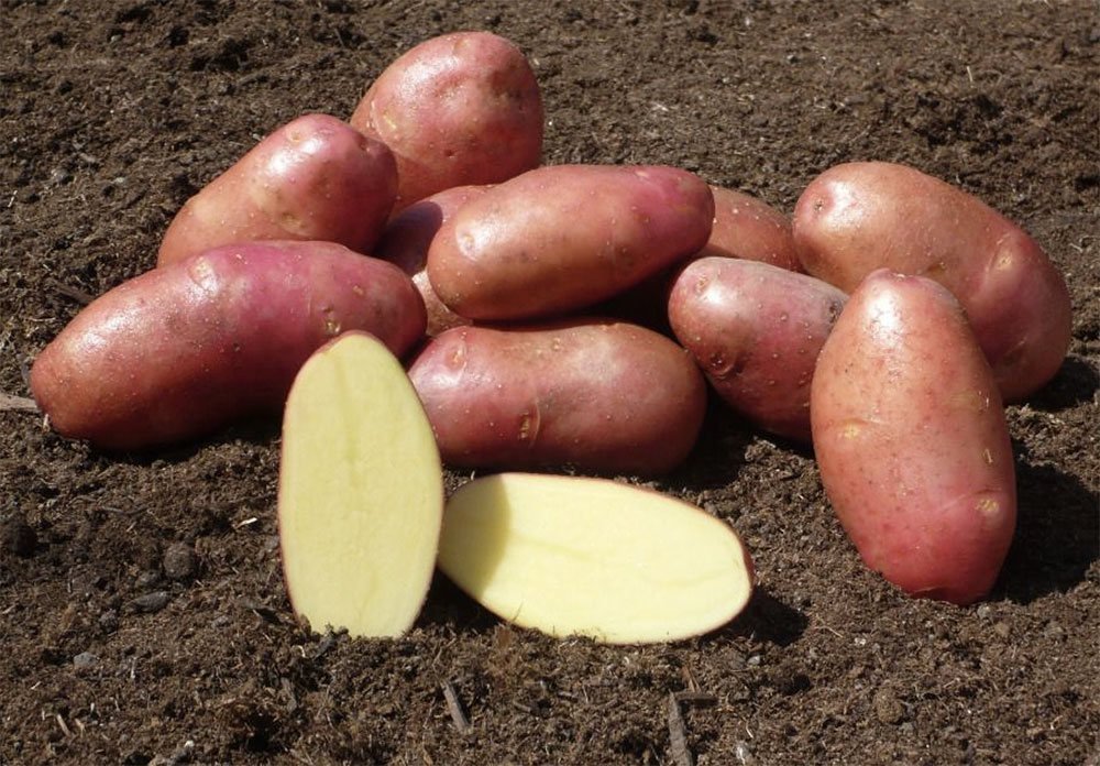 Ранний урожайный картофель Ред Скарлетт