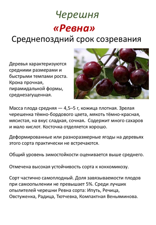 Сорт вишни сильва фото и описание