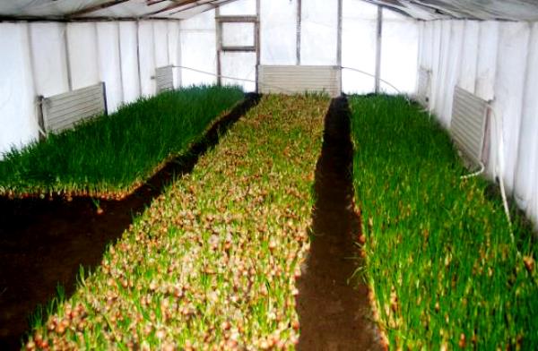 Идея для бизнеса: выращивание чеснока в теплице