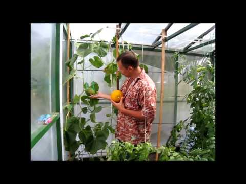 Проверенный метод как вырастить арбуз в теплице
