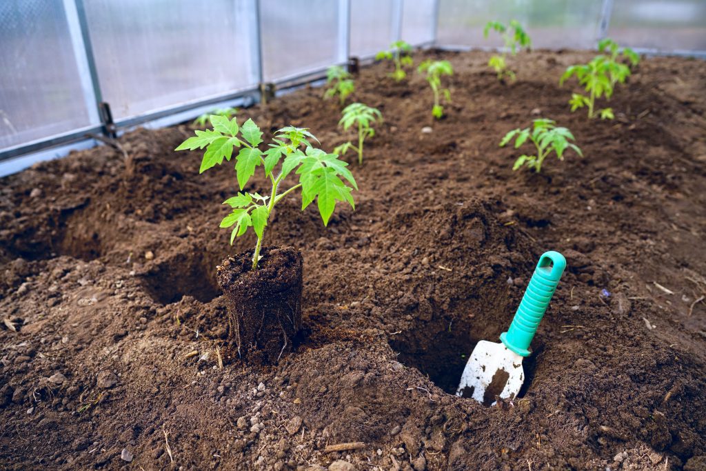 Рассаду помидор в теплицу как правильно и когда высаживать в 2021 году
