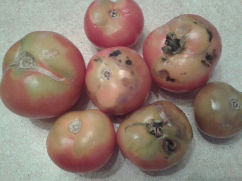 Почему чернеют плоды помидоров и что при этом делать