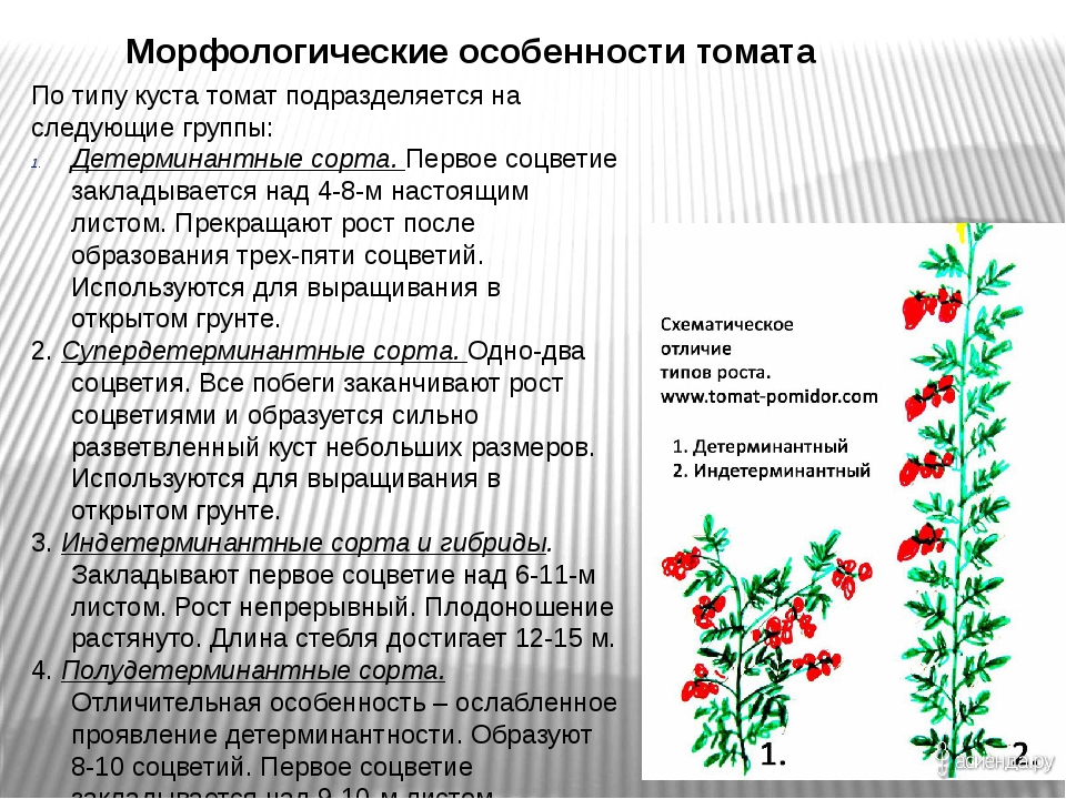 Формирование детерминантных томатов в открытом грунте схема