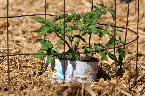 Мульчирование помидор опилками | садоводство и огородничество