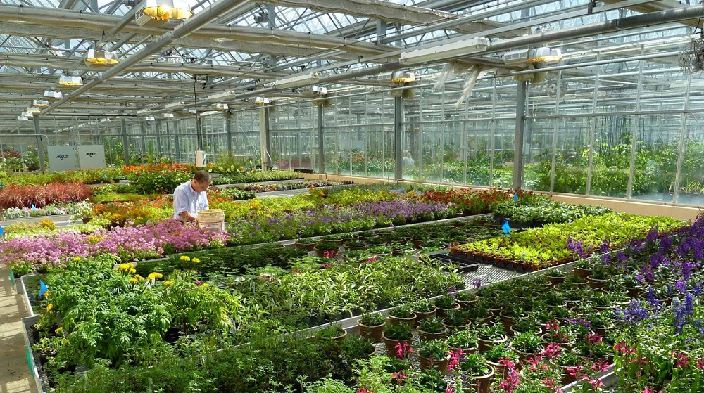 Выращивание цветов в теплице: благоприятные условия для растений