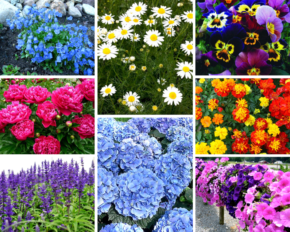 Многолетники для дачи цветущие все лето – названия и фото