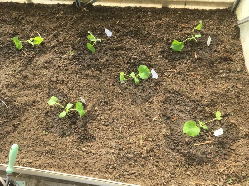 Как выращивать перец в теплице: посадка и уход, особенности, схема посадки, фото – сад и огород своими руками