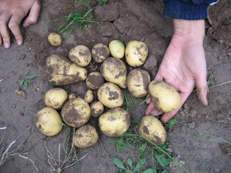 Перечень лучших сортов картофеля на 2021 год с учетом разных критериев