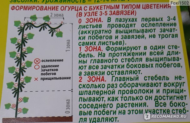 Пасынкование перцев в теплице пошагово для начинающих