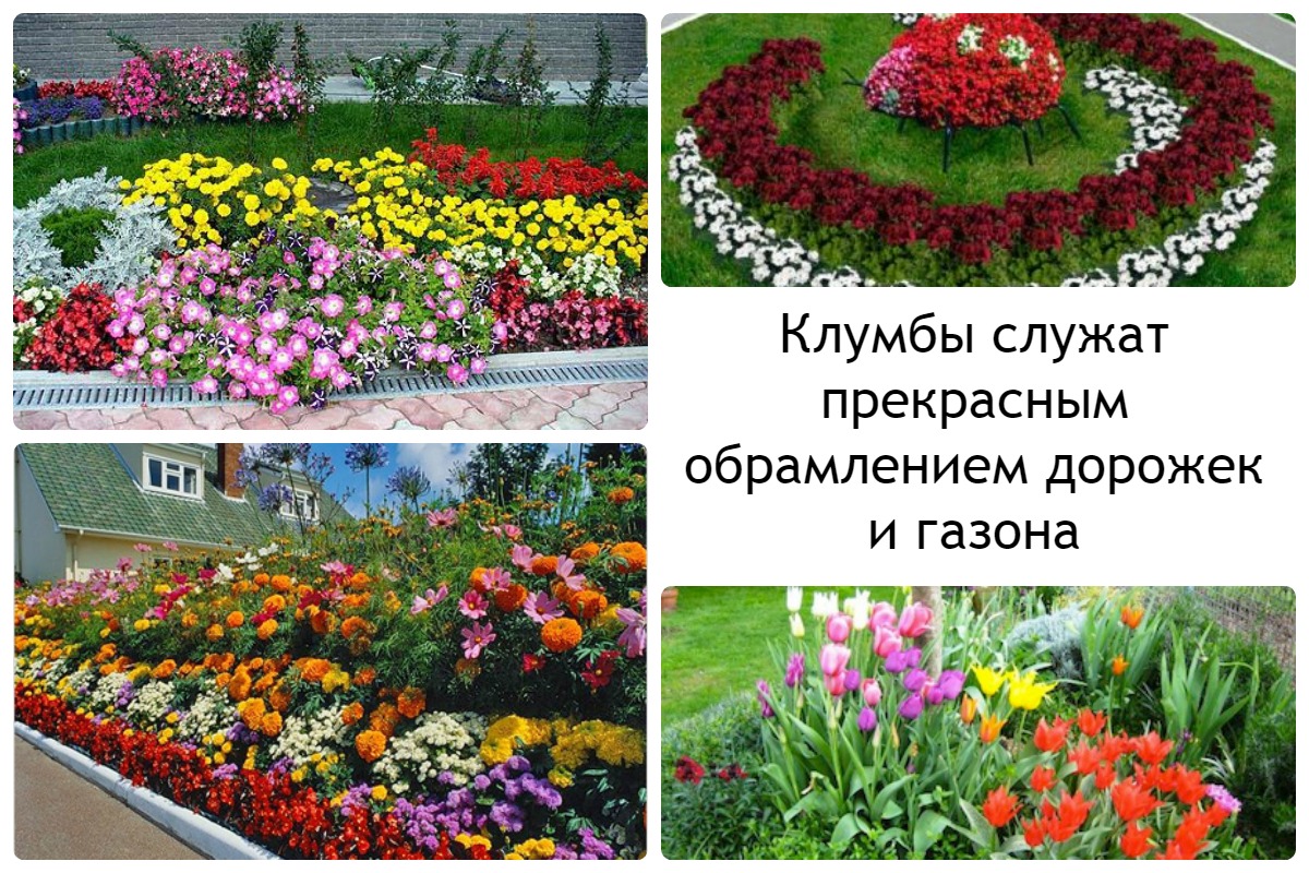 Как оформить круглую клумбу из однолетников фото и схемы