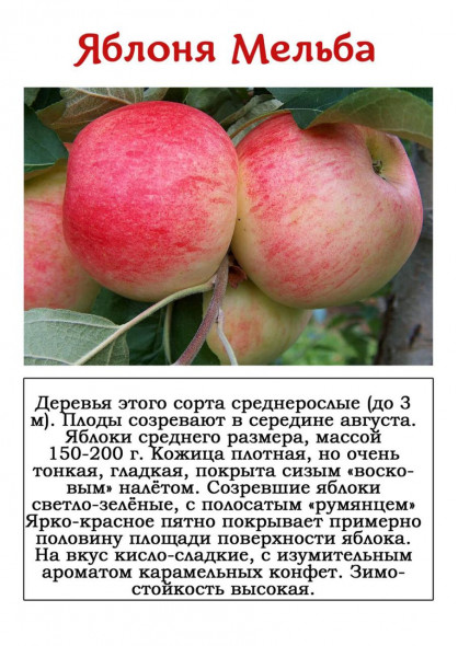 Колоновидная яблоня: сорта для подмосковья и московской области, описание, характеристики, отзывы