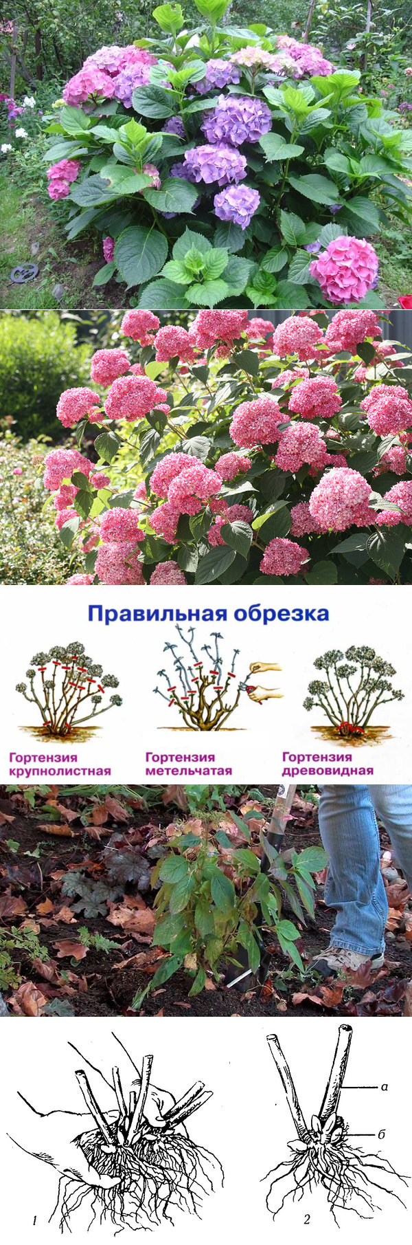 Гортензия садовая: выращивание, размножение, виды