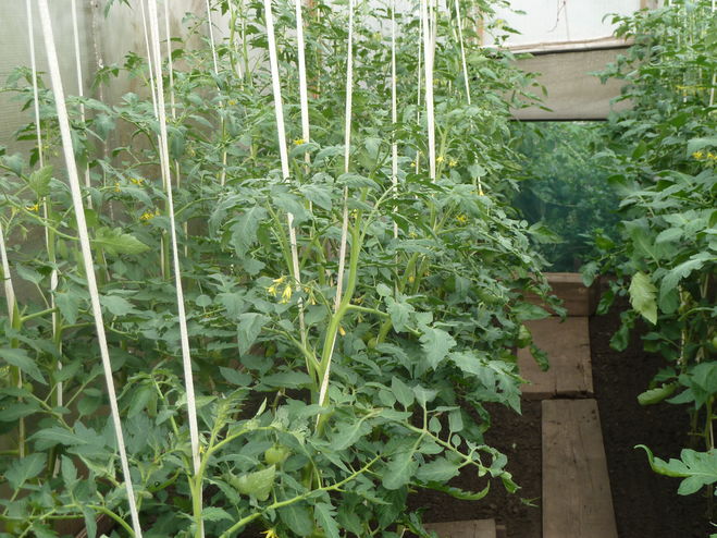 Как подвязать томаты в теплице, чтобы не потерять урожай — рекомендации
