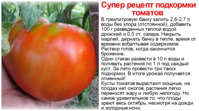 Подбор подкормки помидоров в теплице: 6 видов минеральных удобрений
