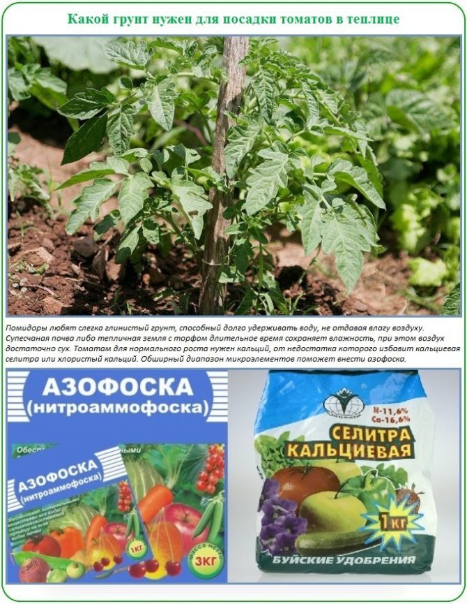 Подкормка помидоров в теплице – правила удобрения во время цветения, плодоношения, секреты + фото