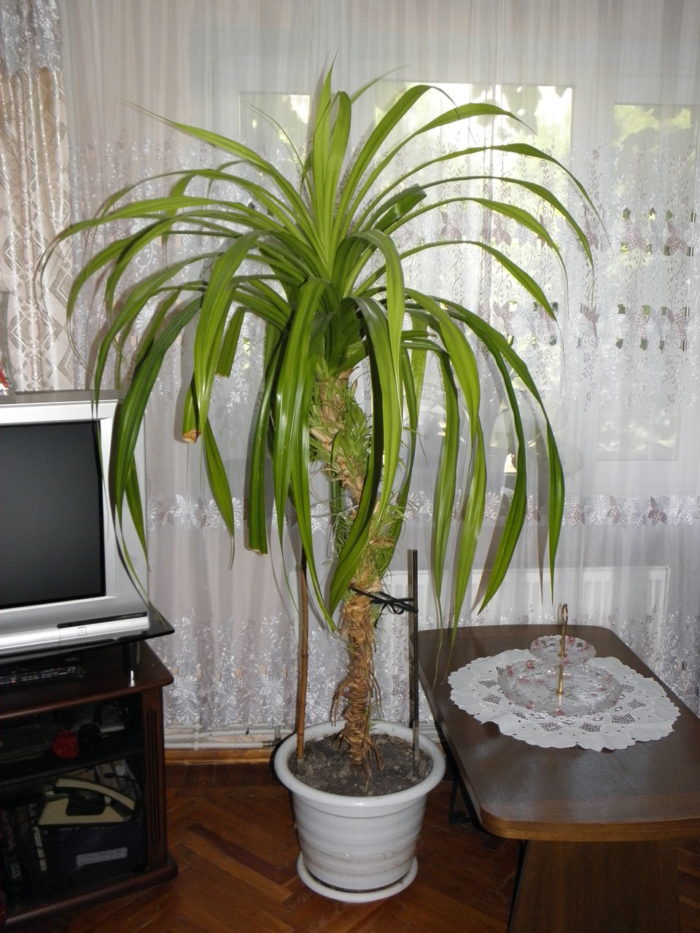 Декоративная комнатная пальма: виды, названия, уход  30 фото