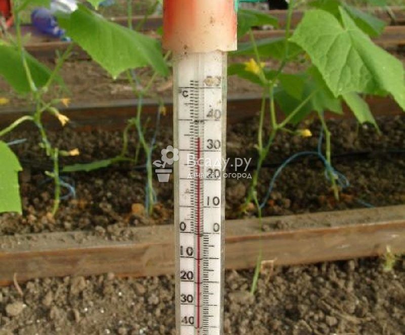 Оптимальная температура в теплице для огурцов: 5 критериев успешного роста