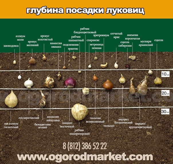 Схема посадки лука и моркови