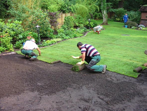 Как посадить газон своими руками: пошаговая инструкция