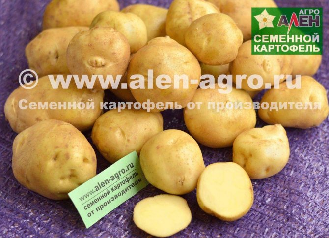 Картофель голубизна: характеристика сорта, отзывы, вкусовые качества
