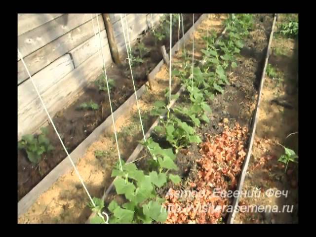 Выращивание огурцов в теплице для начинающих — как вырастить правильно