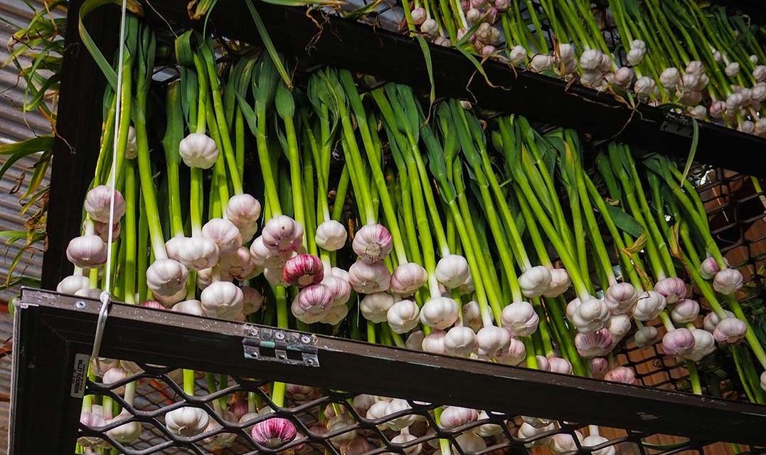 Практическое руководство по выращиванию чеснока в теплице: методика от огородников со стажем
