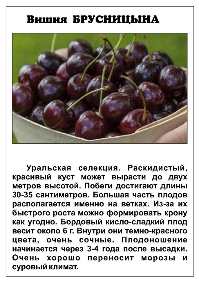 Что из себя представляет сорт вишни «владимирская»: описание, фото, отзывы