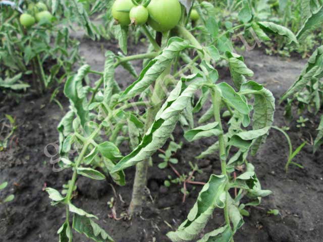 Почему скручиваются листья у помидоров